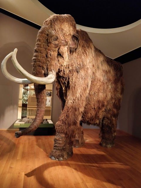 Natuurhistorisch museum van Basel